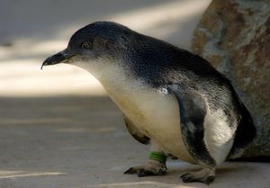 Пингвин проплыл три тысячи километров и добрался до Новой Зеландии