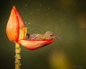 Фотограф дикой природы запечатлел крошечную птичку, использующую лепесток цветка в качестве ванны