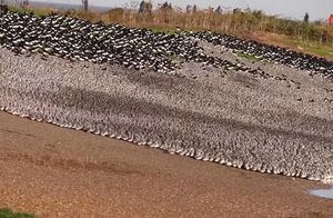 Видео: Англичанин снял стаю из 90 000 птиц, которая прилетела из Исландии в Британию