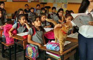 Ежедневно бродячий кот приходил на урок математики: как это сказалось на учебе и детях