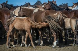 Как достижение казахов помогло людям всего мира: одомашнивание лошади