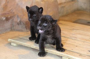 В Нижегородском зоопарке «Лимпопо» родились два черных ягуара