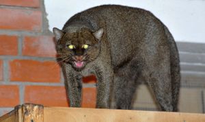В Московский зоопарк привезли двух диких кошек ягуарунди