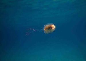 Как рыба стала «водителем» медузы
