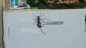 В Австралии гигантский паук пытался съесть мышь