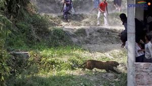 Леопард ворвался в номер к молодоженам в Индии