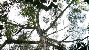 Самое высокое тропическое дерево в мире обнаружено в Малайзии