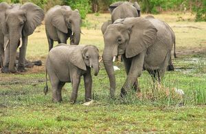 Любить как слон: как человек может заговорить на слоновом языке