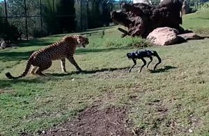 Видео: Гепард против собаки-робота — первая встреча хищника со странным существом