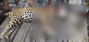 Нападение ягуара в Бразилии закончилось трагедией