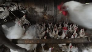 Норвегия зафиксировала вторую вспышку опасного птичьего гриппа H5N1