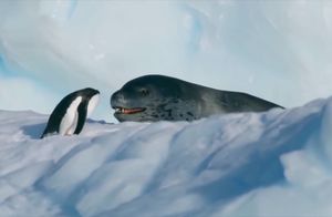 Видео: Почему так сложно быть пингвином