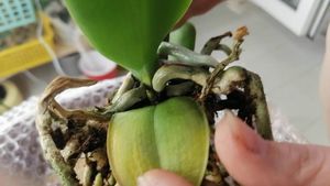 Сухая орхидея: как оживить увядшее растение