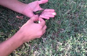 Видео: Птица прилипла к земле и никак не могла взлететь — почему нельзя бросать жвачки