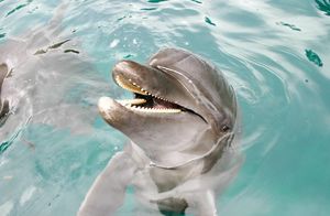 Видео: Дельфин с чувством юмора — притворяется акулой, чтобы напугать людей в лодке
