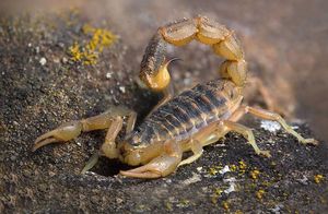 Видео: На что способны самые опасные скорпионы в мире