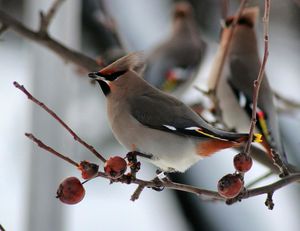 Сад для птиц: кусты и деревья, которые заменят кормушки зимой