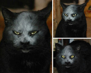 Кот обсыпан мукой и выглядит, как демон! Смотрите 3+ фото.