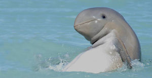 Это очень редкий вид дельфинов, о котором вы не знали! Смотрите 5+ фото.