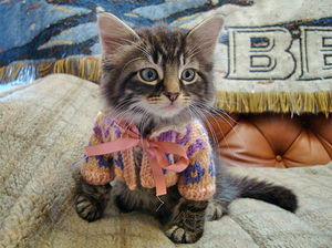 Классные свитера для милых животных!
