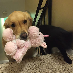 Уникальная собака, которая обожает игрушки!