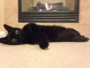 Прекрасные черные кошки не могут приносить неудачу.