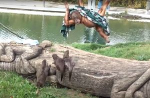 Видео: Как три назойливых выдры пытались украсть одеяло у орангутана