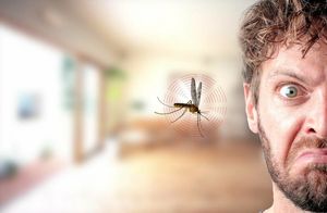 Комары кусаются, потому что человек сладкий, и еще 14 мифов о вредителях