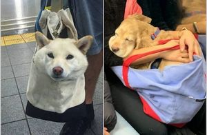 15 забавных снимков, как собак перевозят в сумках