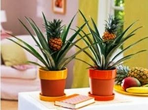 Как вырастить ананас на подоконнике