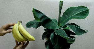 Вырастите банановую пальму дома. Все гости будут спрашивать, что это за экзотическое растение