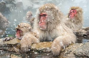 Видео: Кто научил обезьян спасаться от холода в термальных источниках