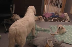 Как опытная мама-собака учит своих щенков спокойствию и дисциплине — смешное видео