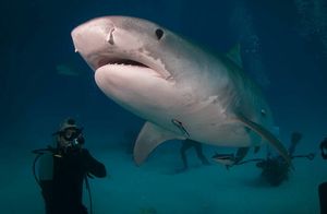 Видео: Ученые выяснили, почему большая белая акула нападает на людей