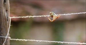 Лягушка-гимнастка (5 фото)
