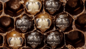 Первые 21 день жизни пчелы в гипнотическом 60-секундном таймлапсе