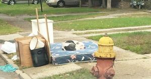 Брошенный пес целый месяц ждал хозяев на тротуаре (9 фото)