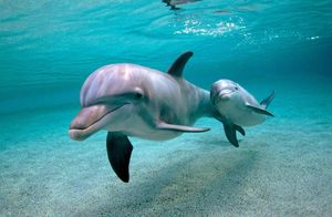 Видео: Факты об интеллекте дельфинов, о которых мало кому известно