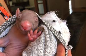 Видео: Австралийка приютила крошечного грызуна и вырастила из него огромного вомбата