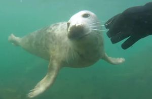 Видео: Молодой тюлень увидел дайвера и решил составить ему компанию