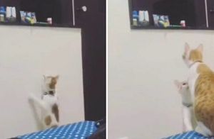 Видео: Мама-кошка достала котенку его любимую игрушку