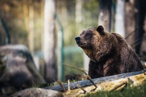 «Позвони Толяну, а то я сдохну»: мужчина выжил в схватке с медведем благодаря записке