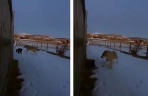 Видео: Схватка койота и домашнего кота с неожиданной развязкой