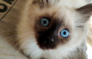 8 пород кошек из России, которые популярны во всем мире
