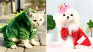 Утепляем питомцев по последней моде: самая стильная теплая одежда для домашних животных
