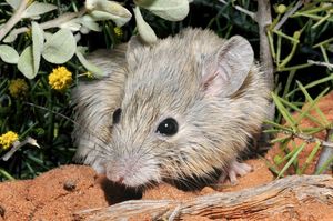 Мышь, которая считалась исчезнувшей, нашлась под другим именем 