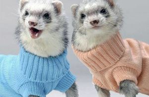 10 фотографий очень милых животных в свитерах, которые согревают холодной осенью