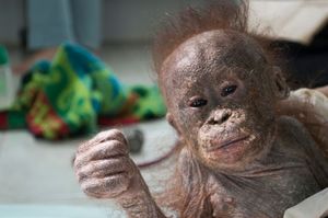 Еле живой орангутан жил в картонной коробке, но его удалось спасти!