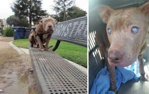 Слепая собака питбуль, брошенная на скамейке в парке , наконец, обретает любовь, которую заслуживает!