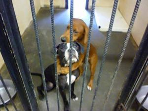 «Собак-обнимак» с фото из приюта для животных взяли домой лучшие подруги!